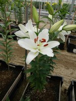 [4318 Salvetia VZ No01.JPG]